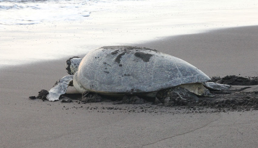 Tortuguero Costa Rica