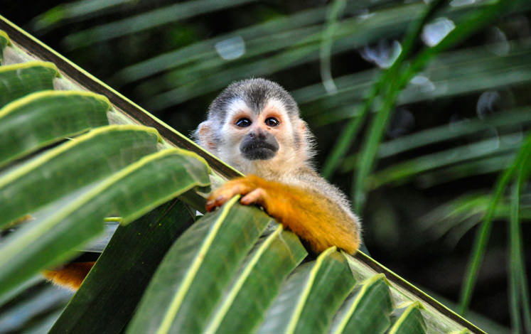 3-day Tortuguero economy package